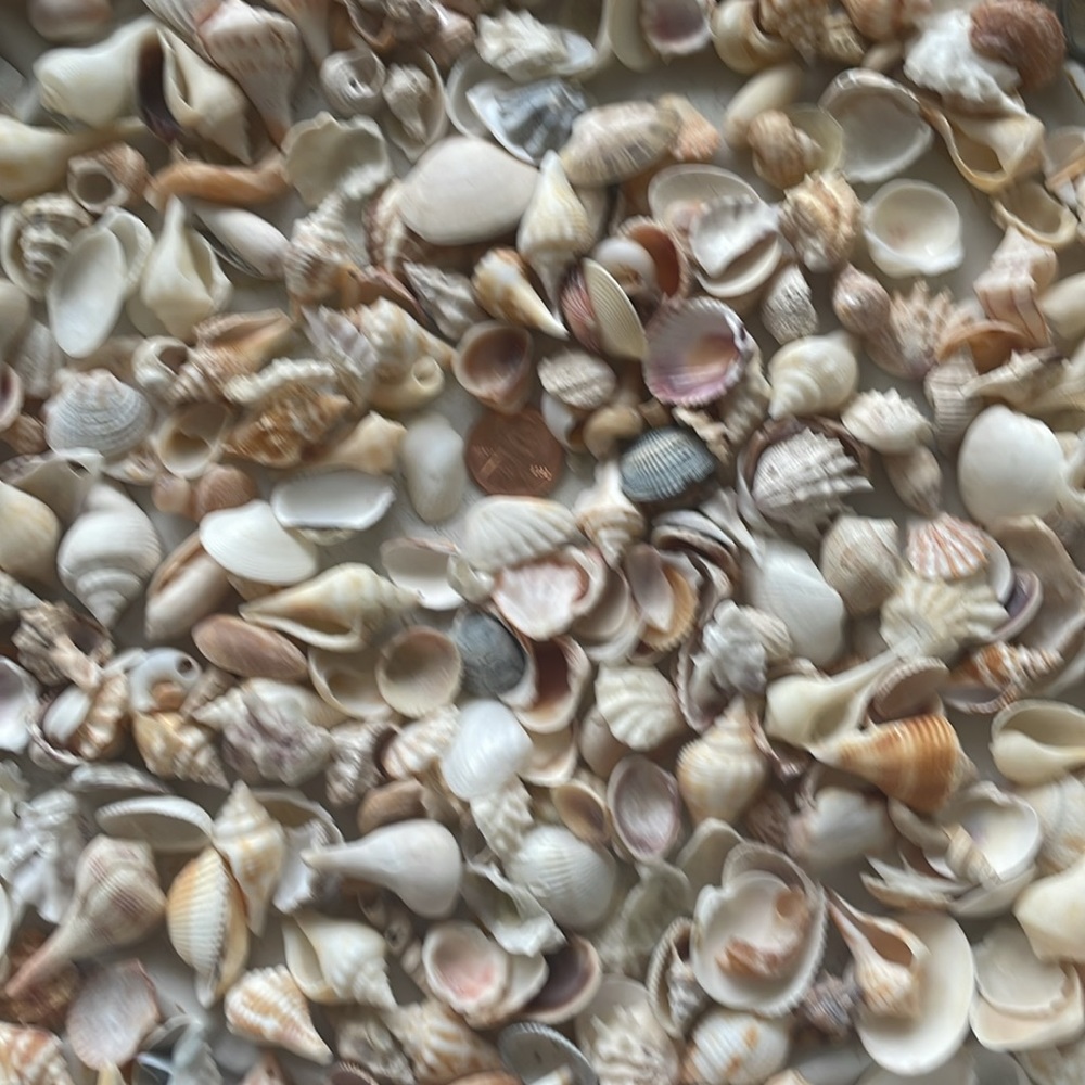 Shells - Picture 5 of 5